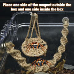 Jumping Spider Rope Bridge in a terrarium as decorative enrichment.