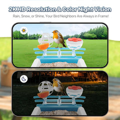 Juzjuly 2K HD camera captures feather details for close-up identification.