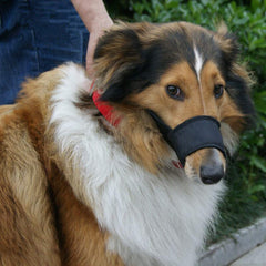 JYHY soft comfort strip muzzle provides gentle snout contact for comfortable training sessions.