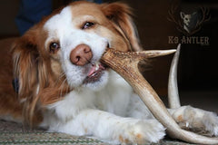 K-9 Antler Co. USA-sourced image communicates quality and American deer antler sourcing.