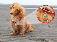 K9King ESA tag closeup highlights durability and legible engraving.