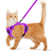 Kaazylab cat harness on cat showing escape-proof design for safe outdoor exploration