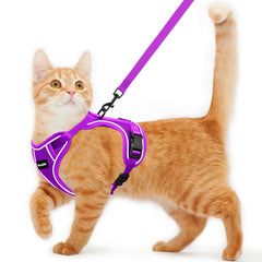 Kaazylab cat harness on cat showing escape-proof design for safe outdoor exploration