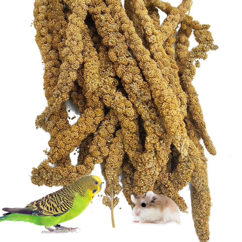 kathson sun-dried millet spray closeup—plump grains for natural bird treats.