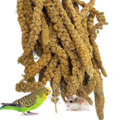 kathson sun-dried millet spray closeup—plump grains for natural bird treats.