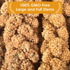 KATUMO plump granules close-up emphasize additive-free, tasty treats birds eagerly nibble.