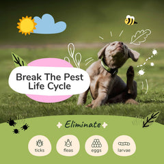 Kin+Kind flea-tick dog shampoo pour demonstrates easy lather for baths.