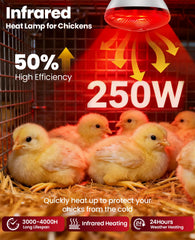 KINDEEP 250W heat lamp in coop setup demonstrates rapid warmth for chicks