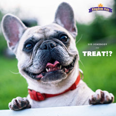 Kingdom Pets Duck Jerky training snack action during obedience work