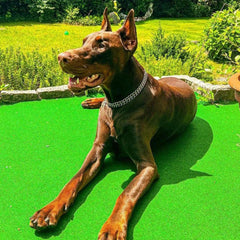 KINGOLDOGS stainless steel collar 316L resists rust for daily outdoor wear.