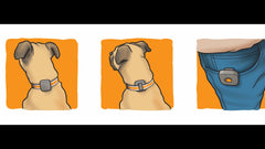 Kona Clip receiver on dog's collar delivering gentle vibration cues