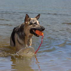 KONG Aqua rope enables longer throws for extended fetch sessions