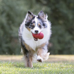 KONG Classic stuffed dog toy with erratic bounce invites interactive play and keeps dogs engaged.