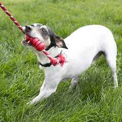 KONG Dental with Rope gums massage during play.