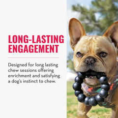 KONG Extreme Ring XL dog chew session demonstrates big-breed play and enrichment.