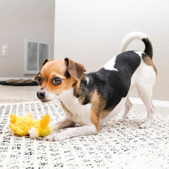 KONG Low Stuffing Squeaker dog toy Duck provides variety and chewy squeaks.