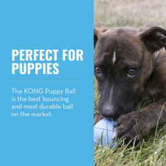 KONG Puppy Ball with Hole in random color highlights playful surprise.