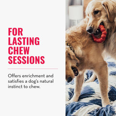 KONG Ring supports healthy teeth and gums through chewing