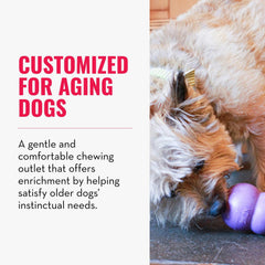 KONG Senior small-dog fetch scene highlights durable, safe chewing during play