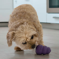 KONG Senior stuffed-treat image demonstrates treat-dispensing enrichment