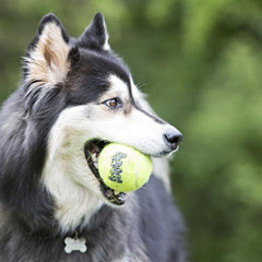 KONG Squeakair nine pack keeps multiple fetch games ready