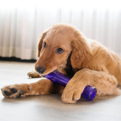 KONG Squeezz Crackle Stick indoor-outdoor view demonstrates versatile play for dogs.