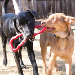 KONG Tug Toy interactive-play-session demonstrates engaging tug games for dogs.