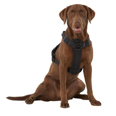 KONG Waste Bag Harness with dispenser supports easy cleanup on outdoor adventures.