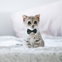 KOOLMOX cat tuxedo white collar texture reveals soft cotton and neat stitching