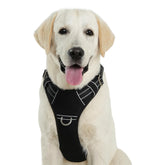 KPDPET no-pull harness front-clip for calmer training and steady control.