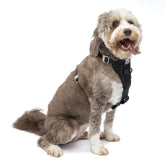 Kurgo Enhanced Strength Tru-Fit harness product photo showing secure fit during daily walks.