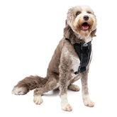 Kurgo Tru-Fit harness overhead fit enables quick, secure on-off for daily walks.