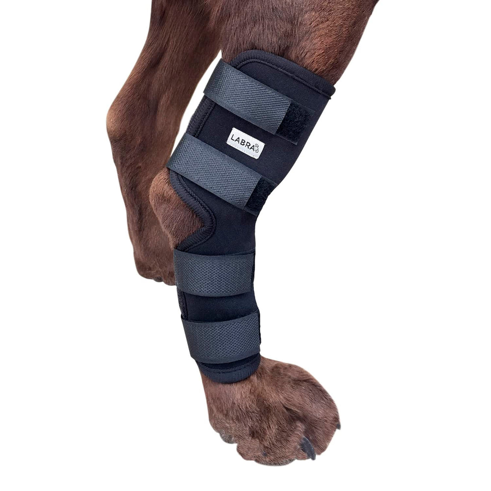 Labra dog rear leg hock wrap closeup for secure hind leg support.