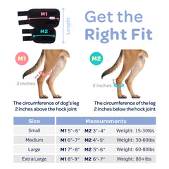 Labra dog rear leg hock wrap on dog during walk supports mobility.