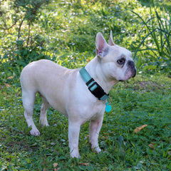 Ladoogo durable metal buckle and D-ring ensure reliable leash attachment.