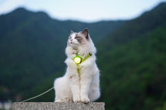 LaRoo USB-C charging view shows quick recharge for long evening walks.