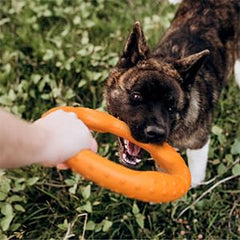 LaRoo Floatable orange frisbee in dog's mouth during catch