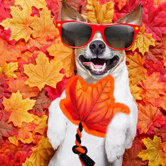 Lepawit cotton rope dog toy with squeaker promotes interactive chewing.