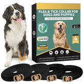 Lerqua dog flea collar four-pack packaging for quick setup and protection.