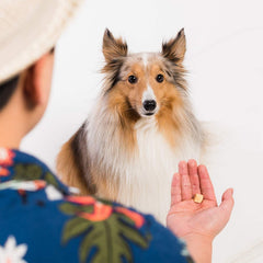 LIFE ESSENTIALS BY CAT-MAN-DOO dog-and-cat-use shot showcases versatile training and daily treats.