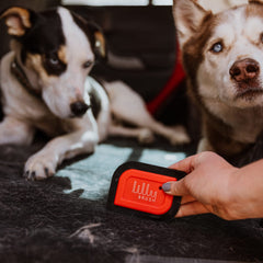 Lilly Brush Mini Pet Hair Detailer on car seat reveals embedded fur lift.