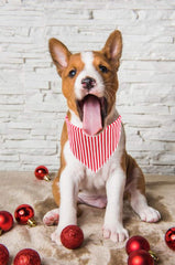 Lionet Paws bandana holiday pattern adds festive flair to photos.