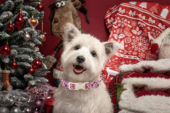Lionet Paws Christmas pink collar close-up highlighting soft cotton fabric