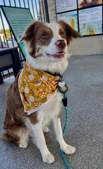 Lionet Paws dog bandana yellow fabric for bright sunny day wear.