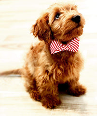 Lionet Paws holiday-style dog collar enhances party outfits and photoshoots.