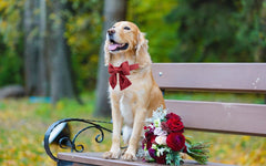 Lionet Paws neck-size 13-22 inches guide for a comfortable fit