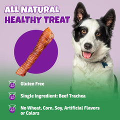 Lively Tails beef-trachea dental-benefits close-up illustrates tartar-scraping action