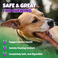 Lively Tails beef-trachea-usa-made closeup underscores American-sourced quality