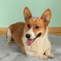 Lovelyshop tiara worn on a small dog highlighting sparkle and fit