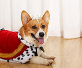 Lovelyshop royal family full round pearl crown on a dog for elegant party photos